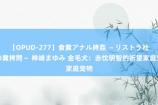 【OPUD-277】食糞アナル拷姦 ～リストラ社員の糞拷問～ 神崎まゆみ 金毛犬：赤忱明智的祈望家庭宠物