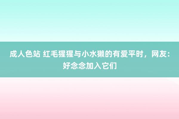 成人色站 红毛猩猩与小水獭的有爱平时，网友：好念念加入它们