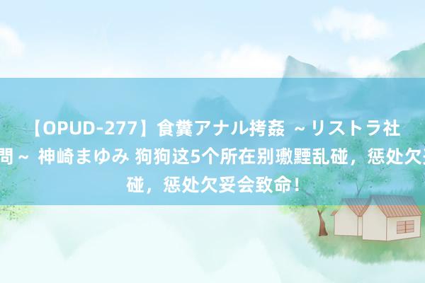 【OPUD-277】食糞アナル拷姦 ～リストラ社員の糞拷問～ 神崎まゆみ 狗狗这5个所在别璷黫乱碰，惩处欠妥会致命！